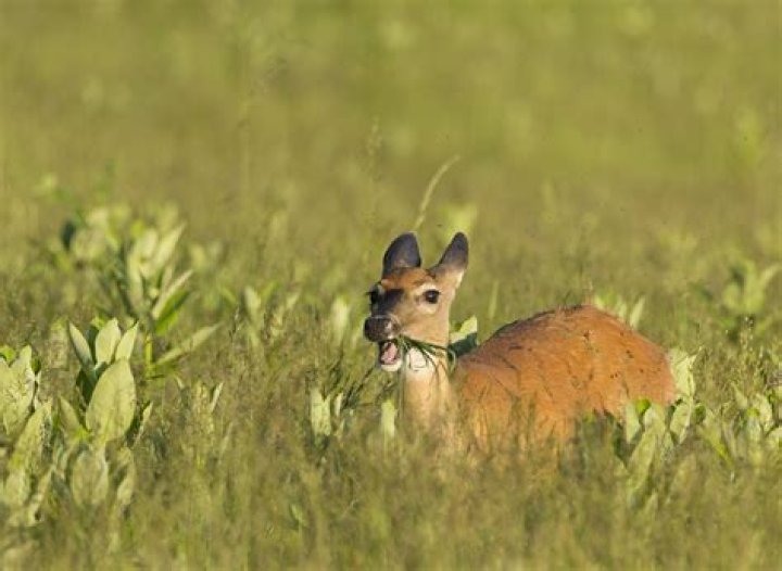 What apple trees do deer like?