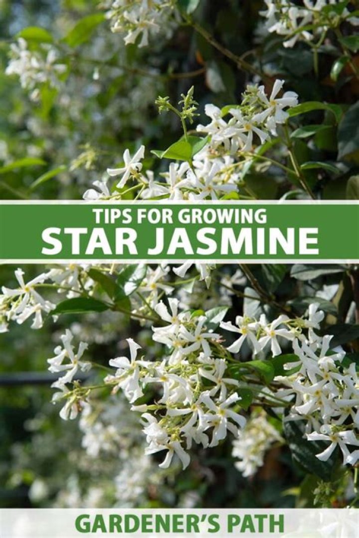 Where does Arabian jasmine grow?